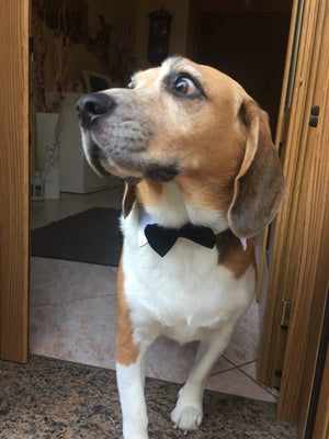 Christmas Holiday Pet Cat Dog Collar Bow Tie